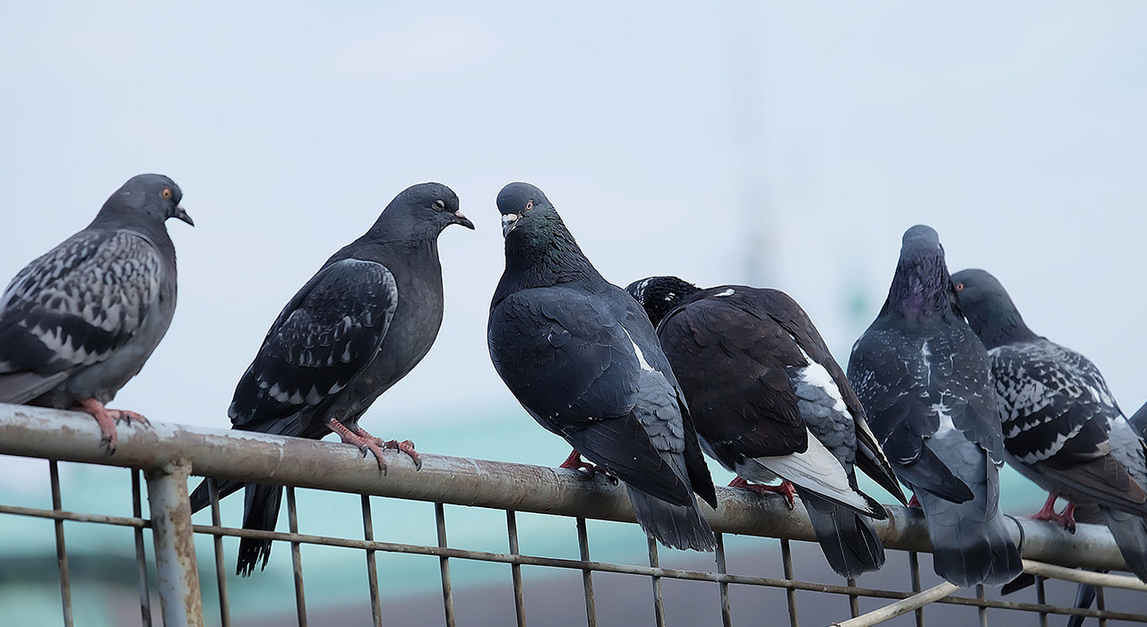 dépigeonnage-savoie-haute-savoie